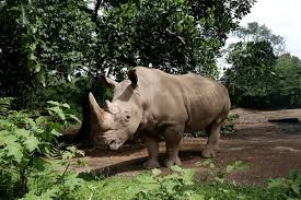 Badak Jawa: Spesies Paling Langka di Dunia